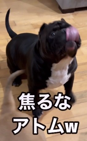 過去のアトムくん。おやつをもらう前に舌だけフライング