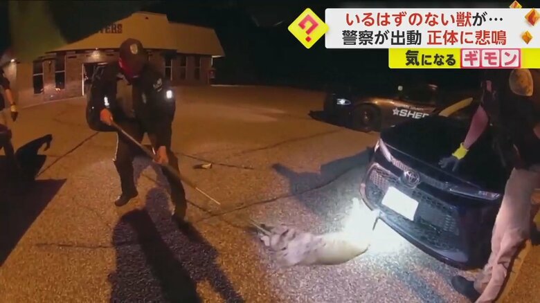 いるはずのない“獣”が警察官によって引っ張り出される様子④