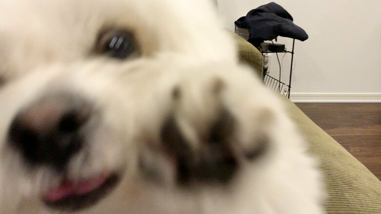 アップでもかわいい