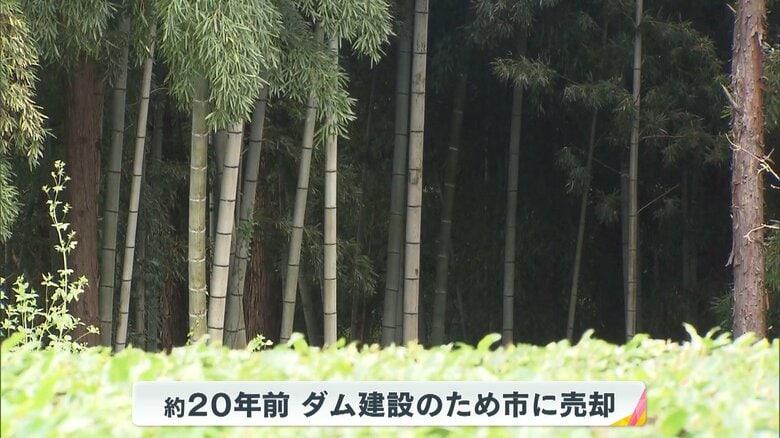 きれいに伐採された竹林