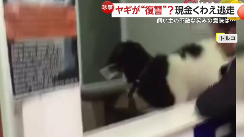 お札をムシャムシャとかじりながら、そのまま逃走したヤギ