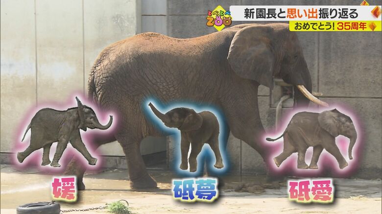 とべ動物園の“アフリカゾウファミリー”