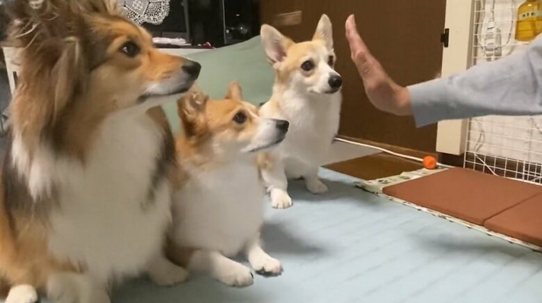 左側からうりちゃん、せこむちゃん、くまくん