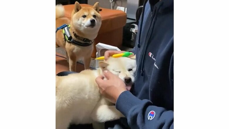 旦那さんのヒザ上で勝ち誇ったようなモチ代ちゃん