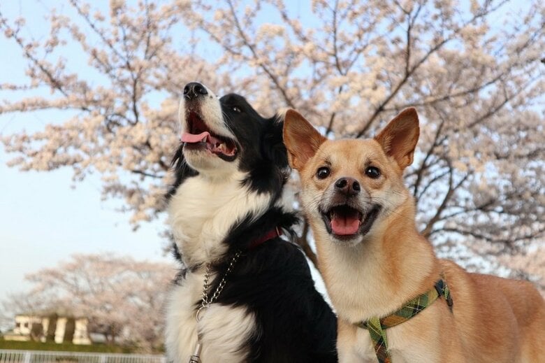 さくらの木の下（左：こゆきちゃん　右：ハイムちゃん）