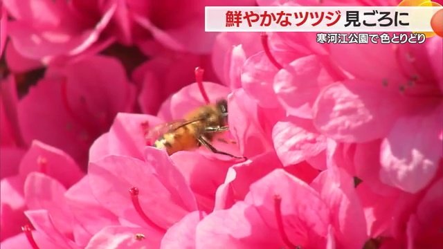 見ごろを迎えた寒河江公園のツツジ