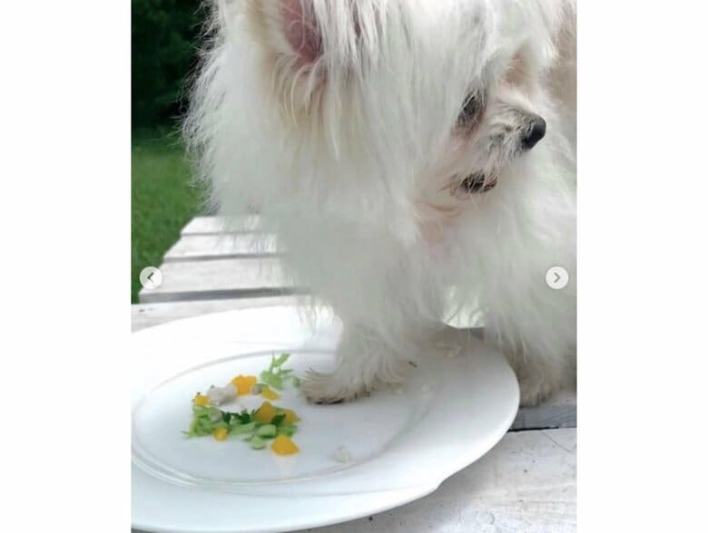 提供：かわいーぬさん