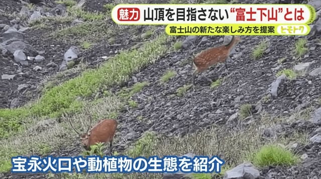 ツアー客の前に現れたシカ