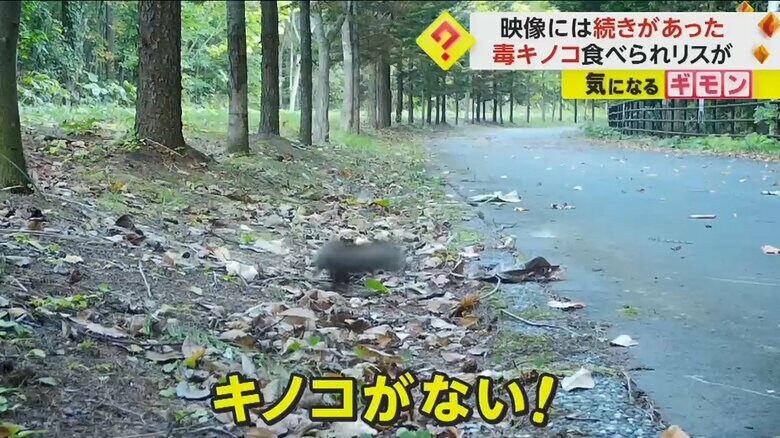 残っていた毒キノコの柄を探すリス