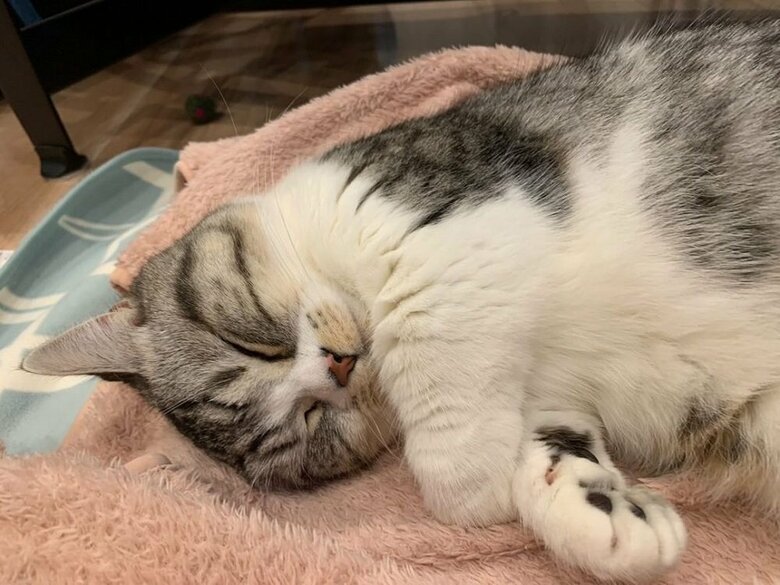 手足を投げ出して、顔を伏せないで寝ることもある