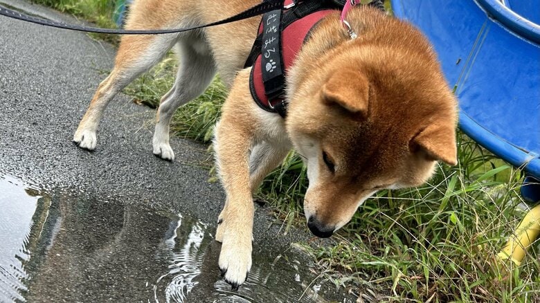 散歩中、水たまりに興味を持つ