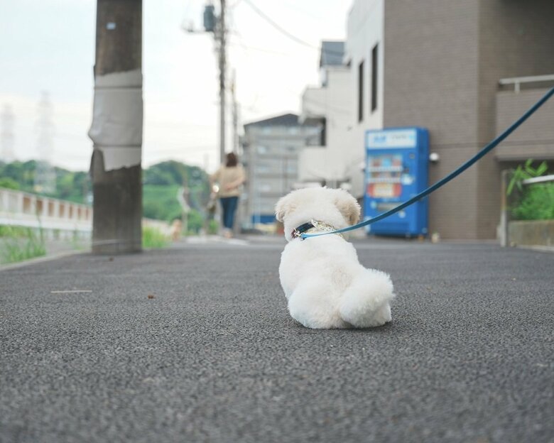 散歩中にお見送りしているぬん坊くんの後ろ姿