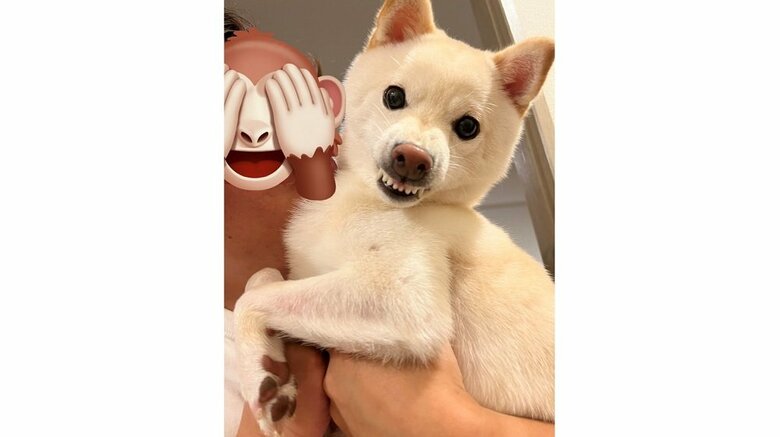 ガルガルと歯をむいているわさびくん
