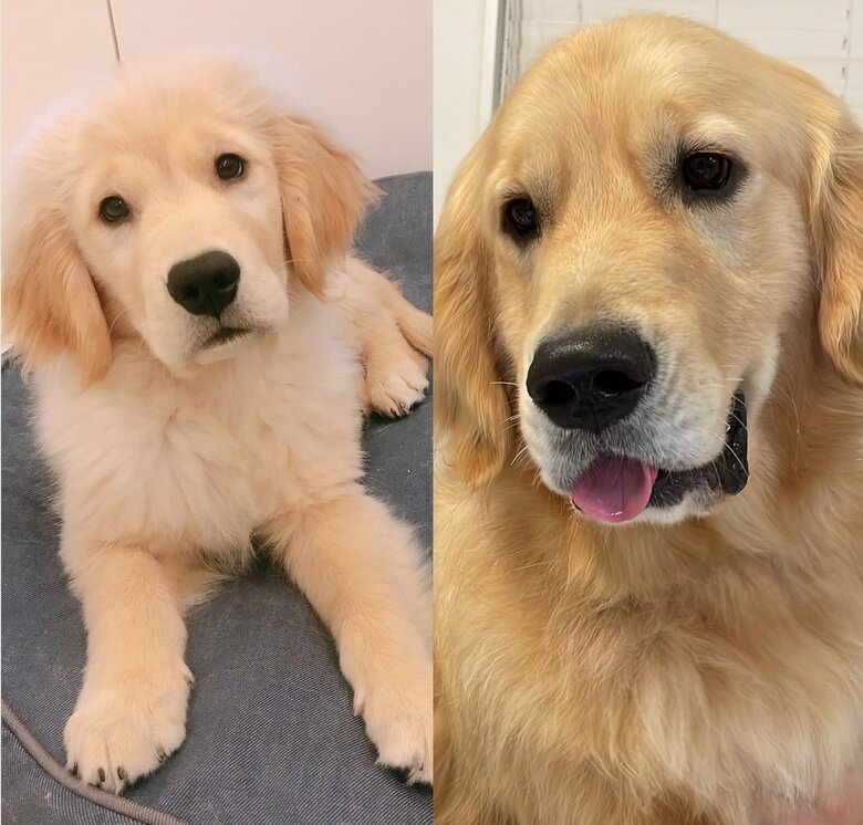 ロビンくんの子犬時代と成長後
