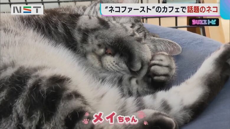 話題の メイちゃん。腕で目を覆うようにして、スヤスヤ