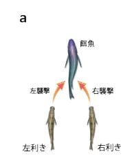 「利き」と獲物に対する襲撃方向の関係（提供：富山大学・竹内勇一助教）
