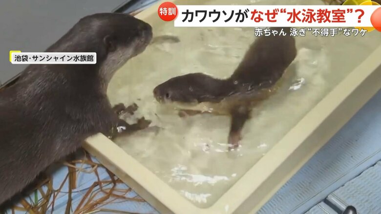 水に顔を沈めた子どもを心配し、手で赤ちゃんの顔を引き上げるコツメカワウソの様子（1）