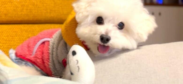 提供：もんたろうだじょさん