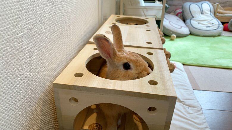 提供：げんまいとうるちさん