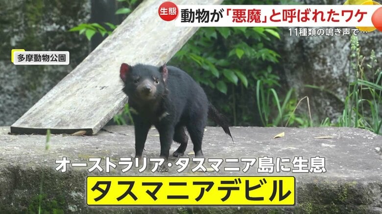 絶滅危惧種の「タスマニアデビル」