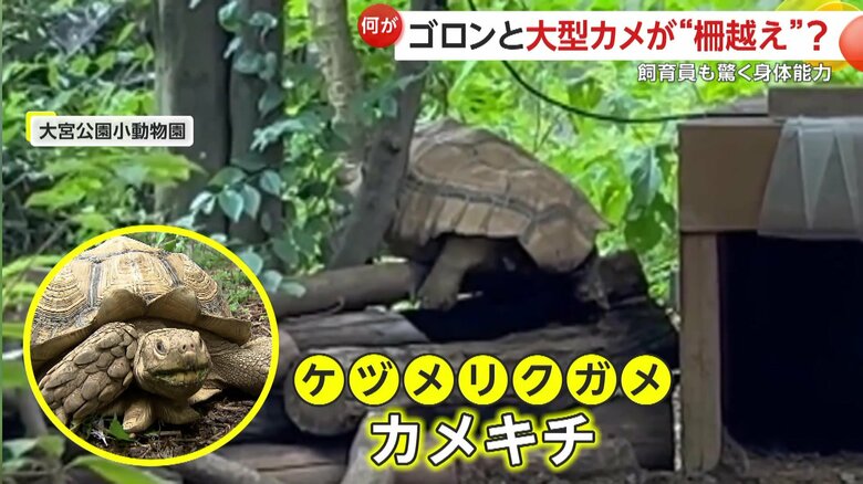 柵を一生懸命に登るケヅメリクガメの「カメキチ」（7月29日、さいたま市大宮区の大宮公園小動物園）