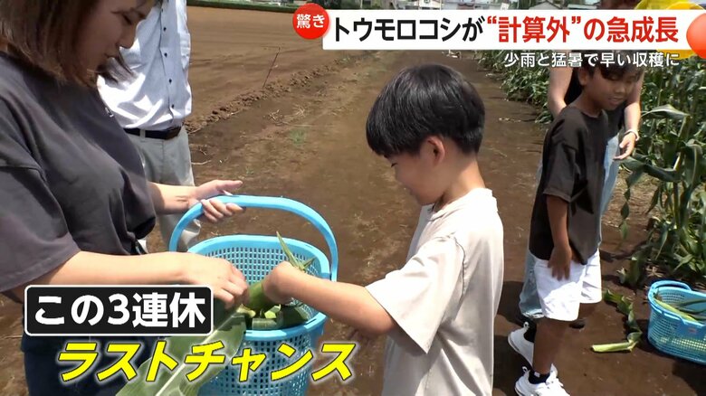 青いカゴを手に、トウモロコシ狩りを楽しむ子供