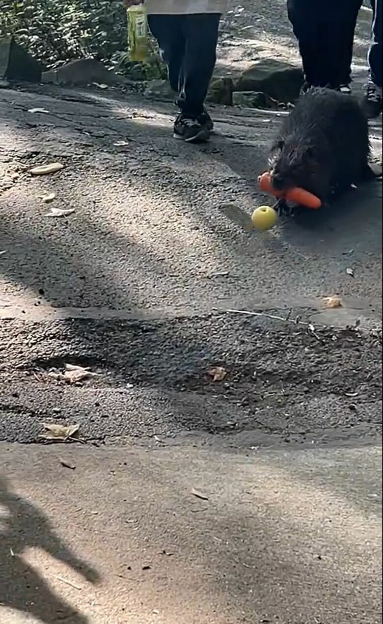 餌を自分で運ぶビーバー