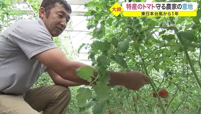 復興を待ってくれた人たちのもとへ…おいしいトマトを 特産のトマト農家の意地【宮城発】