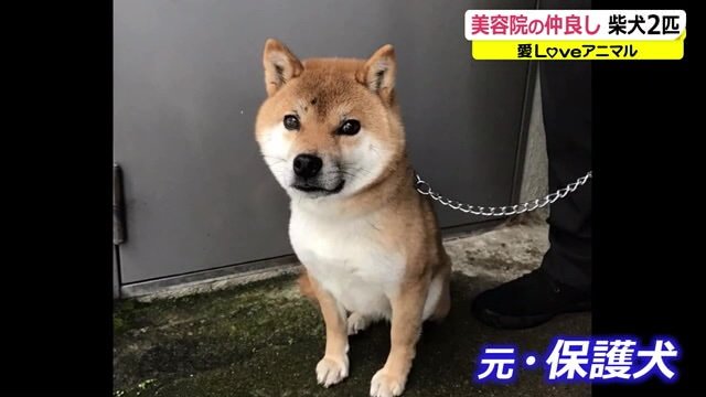 人懐っこい華ちゃんは元・保護犬だったという