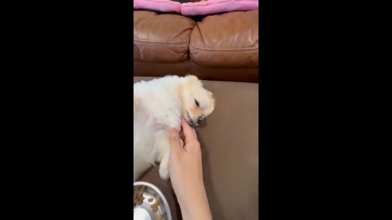 あごを触られてリラックス