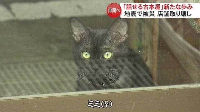 飼い猫の「ミミ」ちゃん