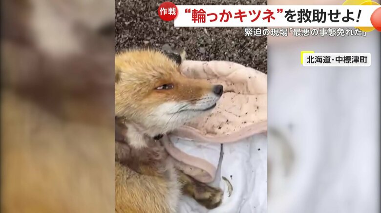 無事に輪っかの切断が完了したキツネ