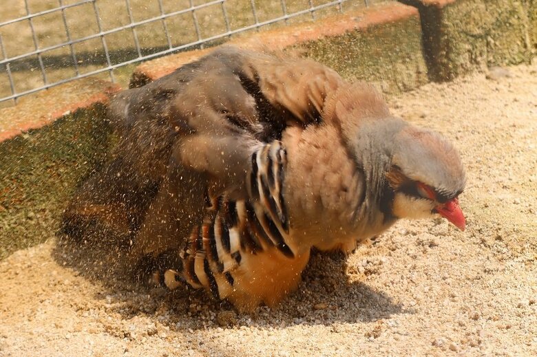 砂浴び中（提供：松江フォーゲルパーク）