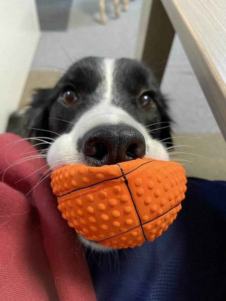 遊ぼうとお誘い