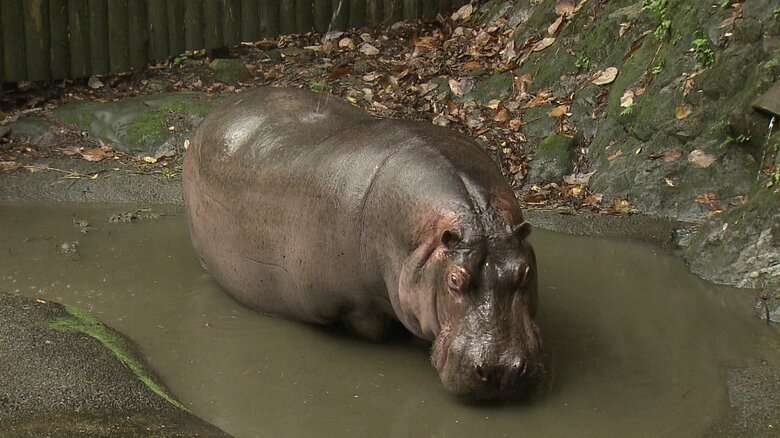 カバもお風呂だよ♨