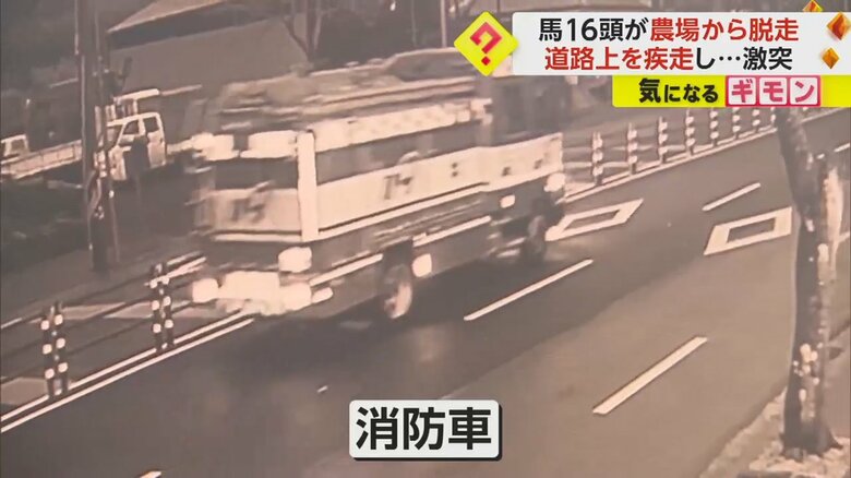 馬を追いかける消防車