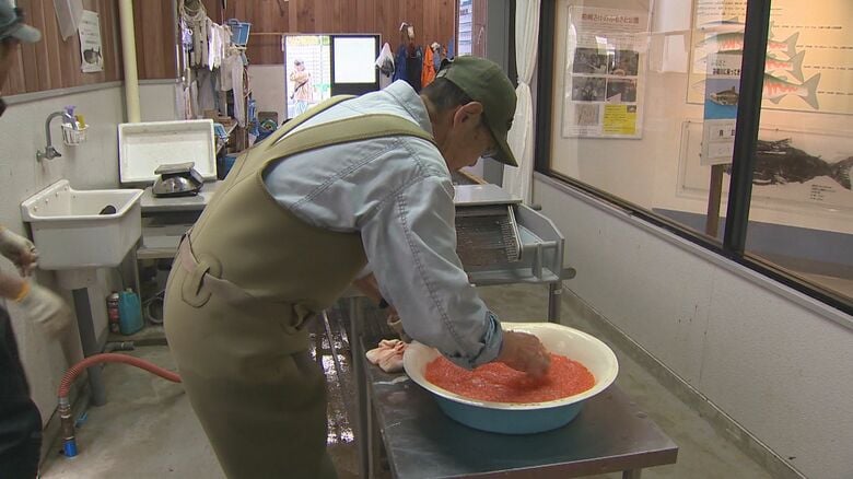 サケ漁回復へ採卵や人工授精・稚魚の育成などに力