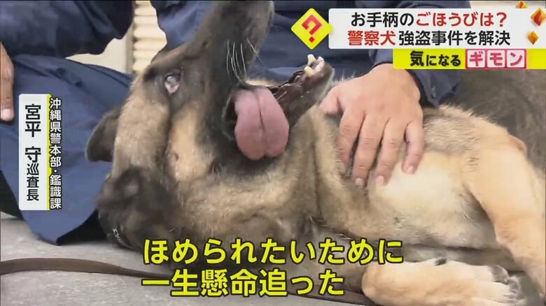 レグルスをなでる沖縄県警本部･鑑識課・宮平守巡査長