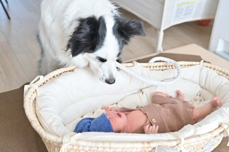 飼い主さんの子どもを優しく見守る