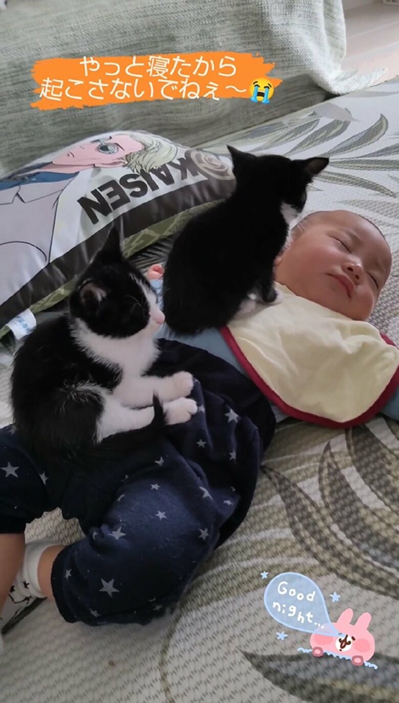 子猫2匹に乗られても爆睡している蓮慈くん