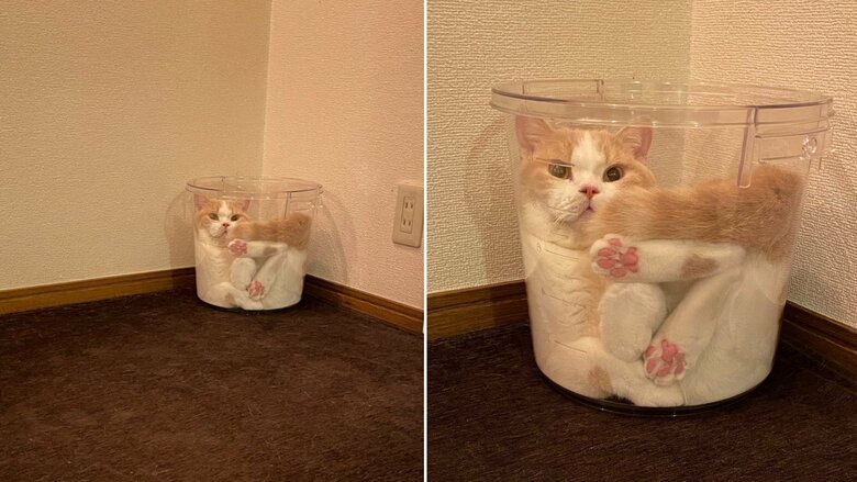 バケツが好きなてんぷらくん。帰ってきたらこんな光景もあったという