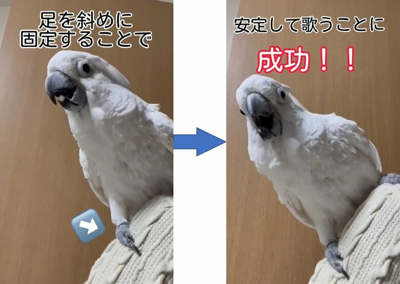 滑り落ちないよう対策をしているようだ