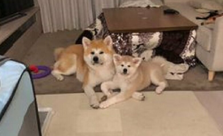 こちらを見る姿がシンクロ