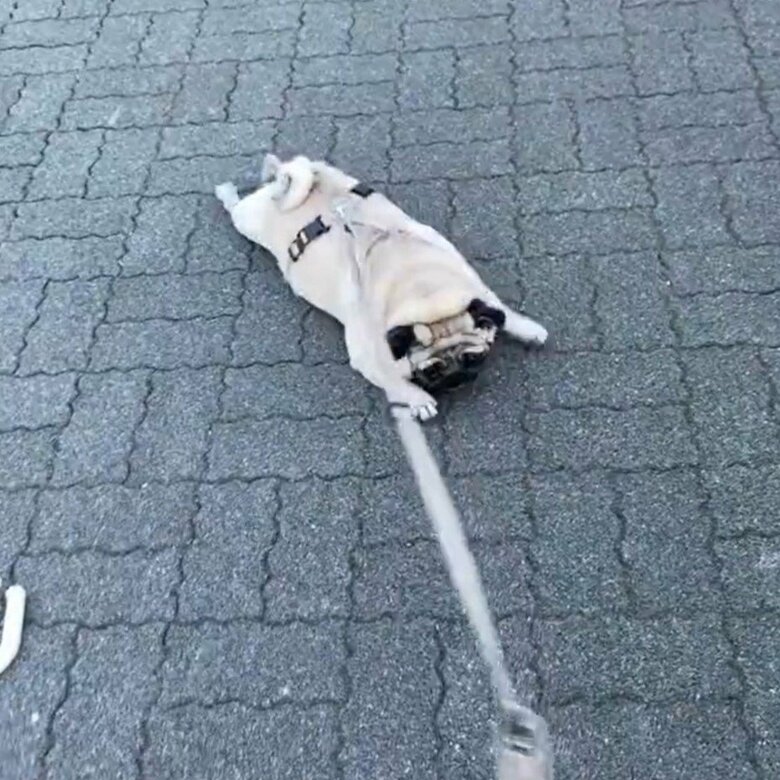 3～5分ほどこんな状態が続くという