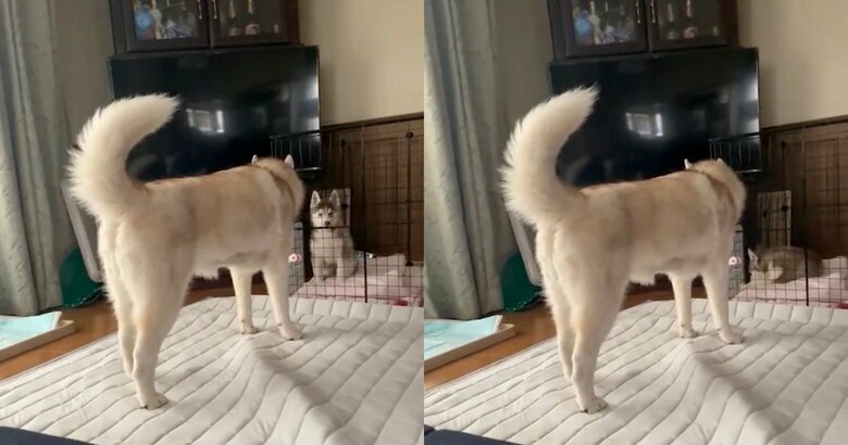 提供：ココとイチのままちゃん