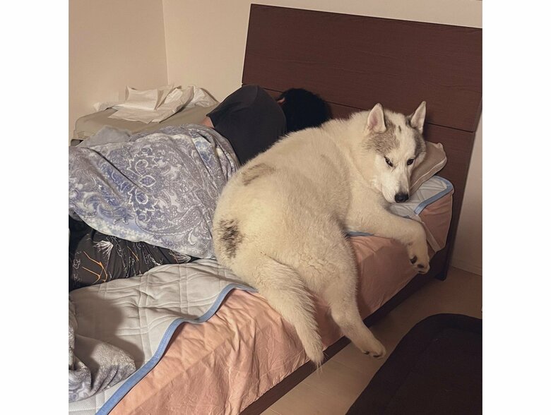 提供：斑柄兄妹（銀太と緋那子）さん