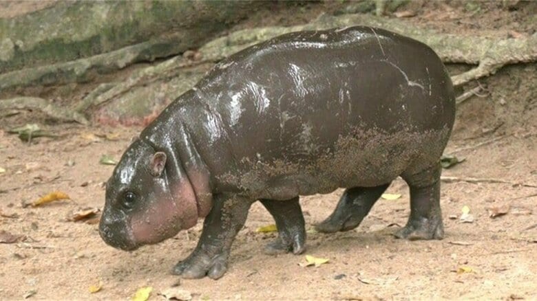 “豚肉団子”の名前を持つムーデン (写真：khao kheow open zoo 2024年)