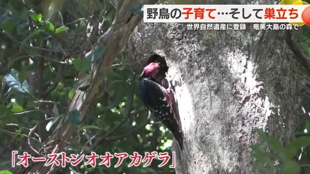 国の天然記念物に指定されているキツツキの仲間「オーストンオオアカゲラ」