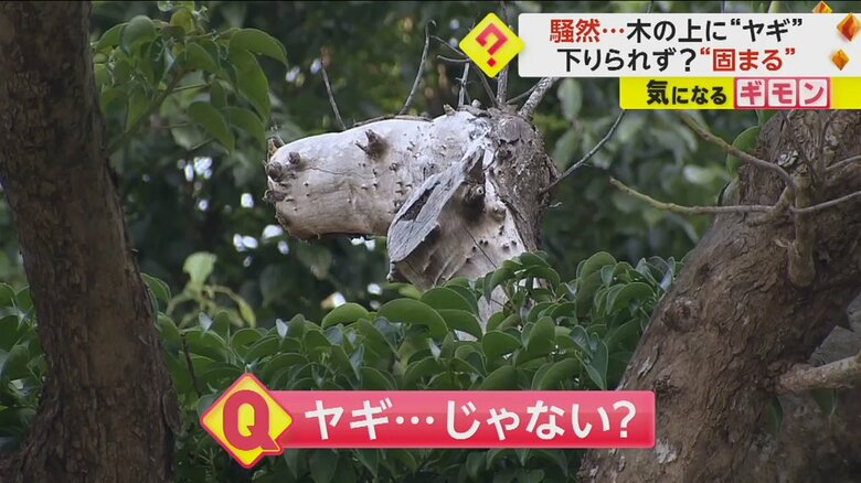 ヤギのように見えるが、正体は“枯れ枝”だった