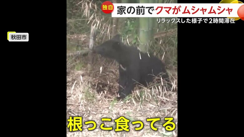 「なんか捕まえたね？根っこ食っている」と話していた撮影者